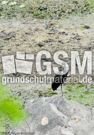 Mohrenklaffschnabel (2 von 2).jpg